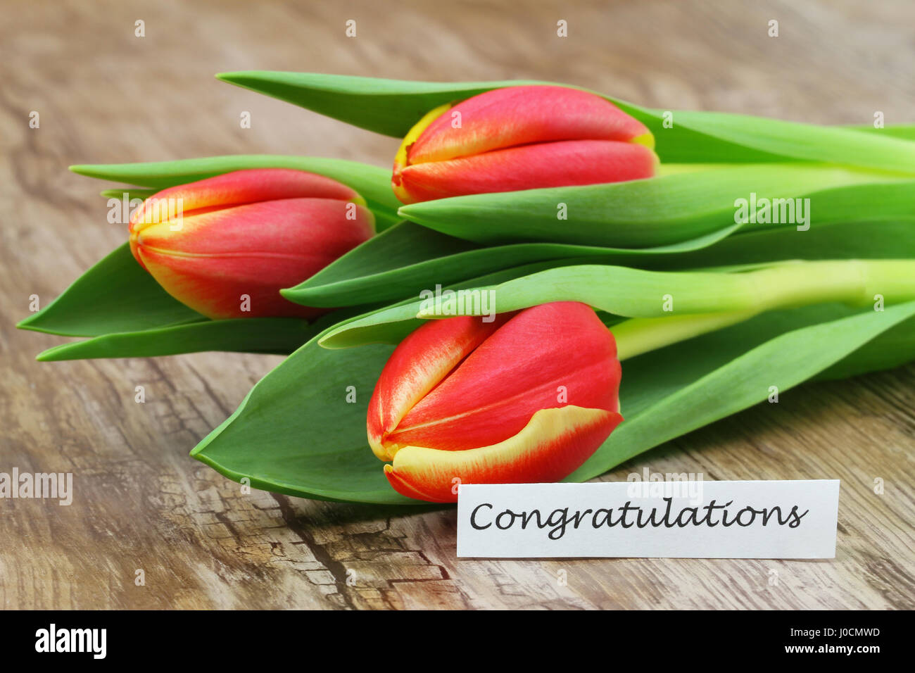 Carte de félicitations avec bouquet de tulipes colorées Banque D'Images