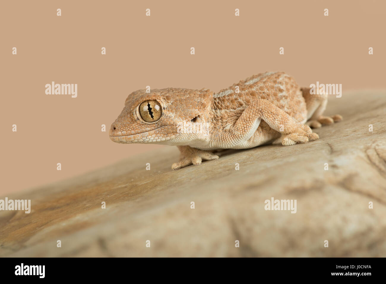 Gecko casqué (Tarentola chazaliae) Banque D'Images