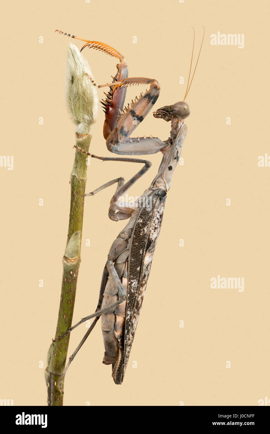 Mega Mantis (Plistospilota guineensis) Banque D'Images