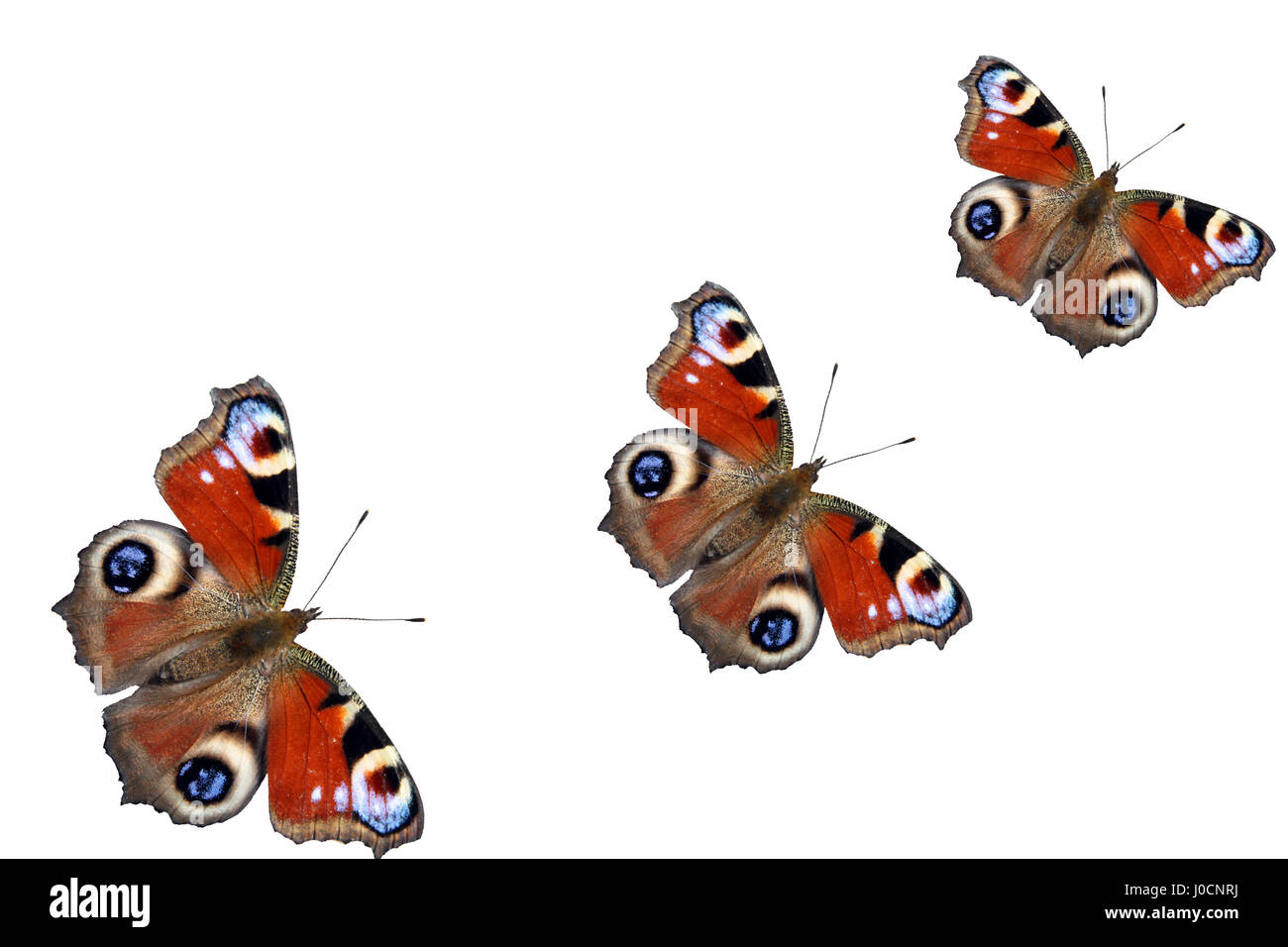 Trois papillons paon voler en diagonale de bas à gauche au coin supérieur droit. Banque D'Images