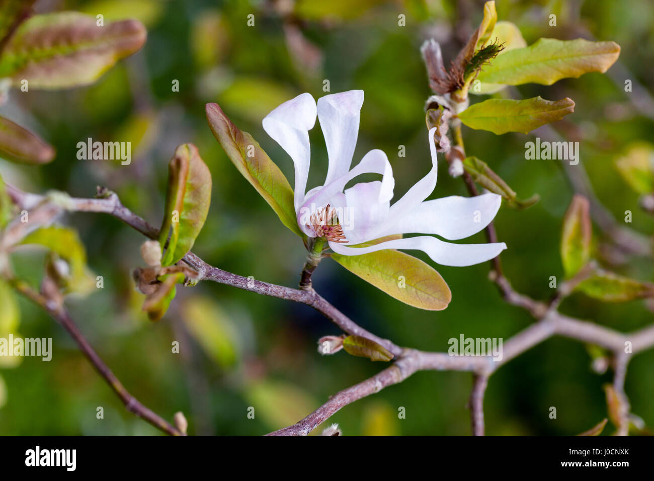 Close up of Magnolia X Loebneri floraison dans un jardin anglais Banque D'Images