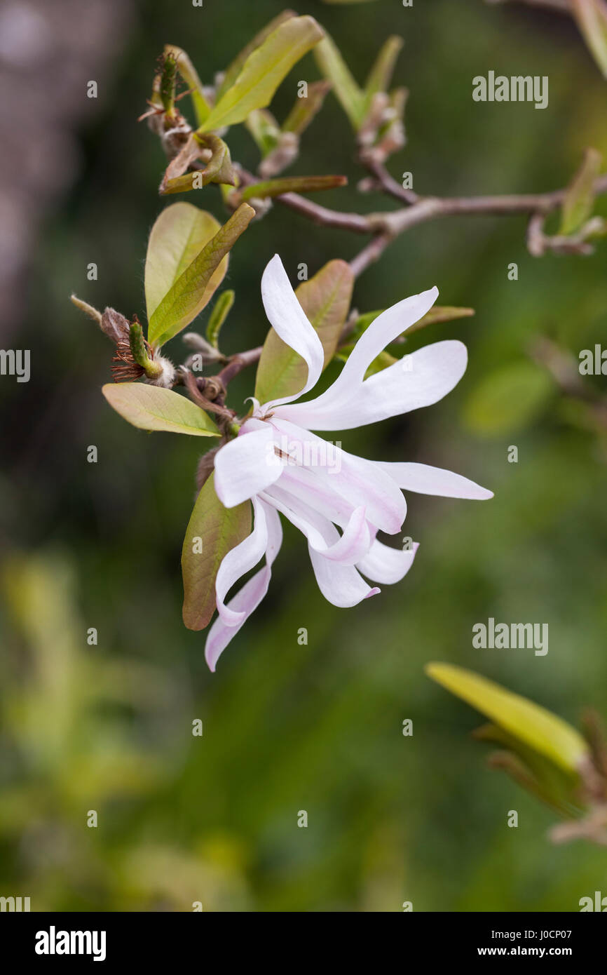 Close up of Magnolia X Loebneri floraison dans un jardin anglais, UK Banque D'Images