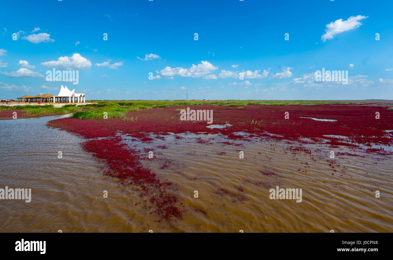 La plage rouge, situé dans le Delta du Liaohe à 30km au sud ouest de Zhenjiang City, Liaoning, Chine. Banque D'Images