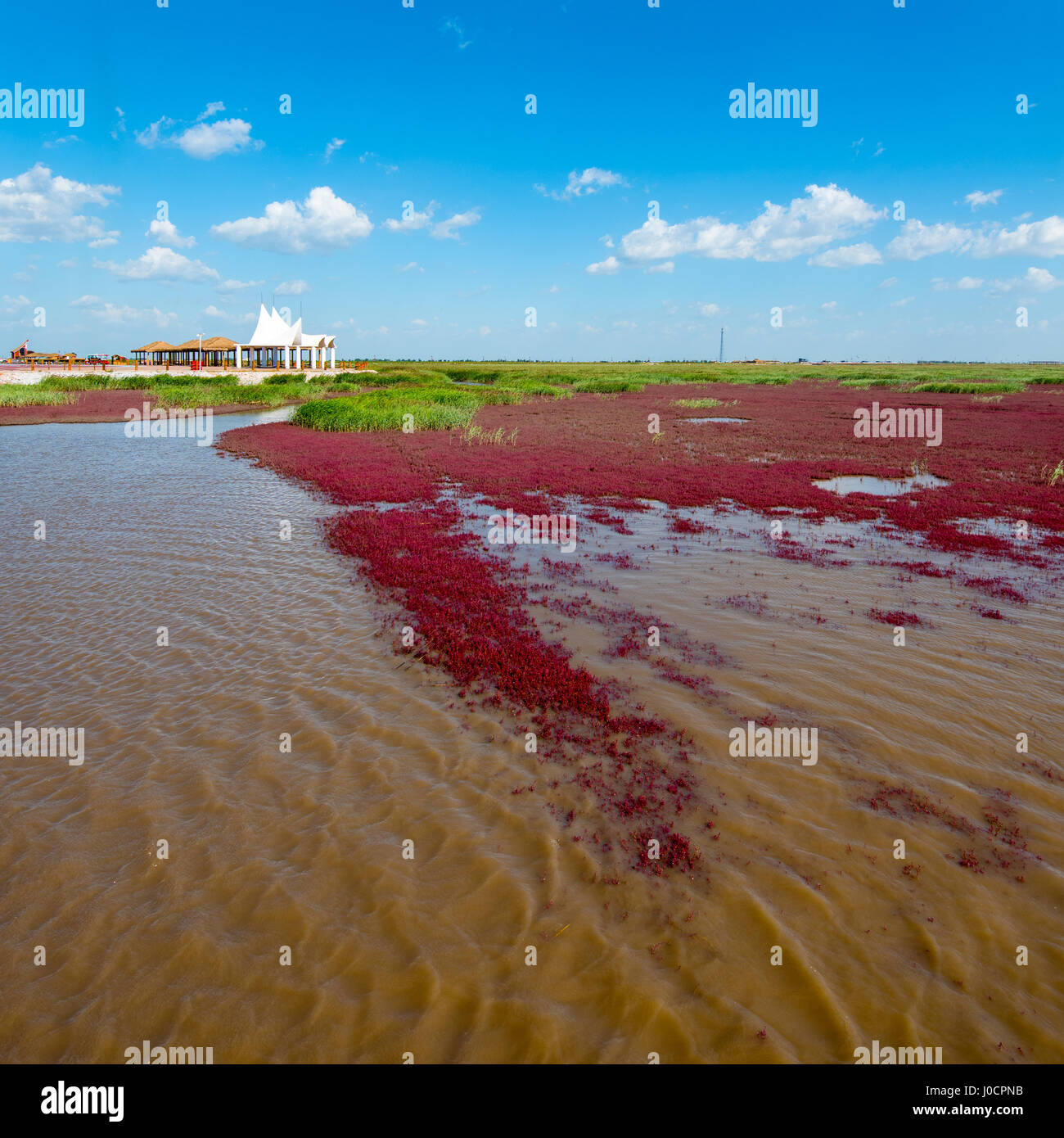 PANJIN, Liaoning, Chine - 29AUG2016 : la plage rouge, situé dans le Delta du Liaohe à 30km au sud ouest de Zhenjiang City, Liaoning, Chine. La plage est une m Banque D'Images