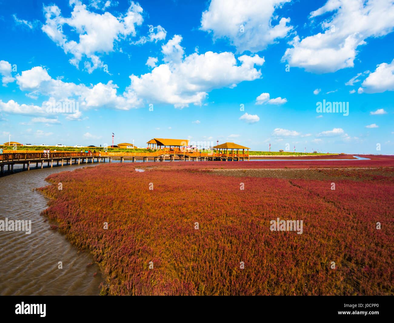 PANJIN, Liaoning, Chine - 29AUG2016 : la plage rouge, situé dans le Delta du Liaohe à 30km au sud ouest de Zhenjiang City, Liaoning, Chine. La plage est une m Banque D'Images