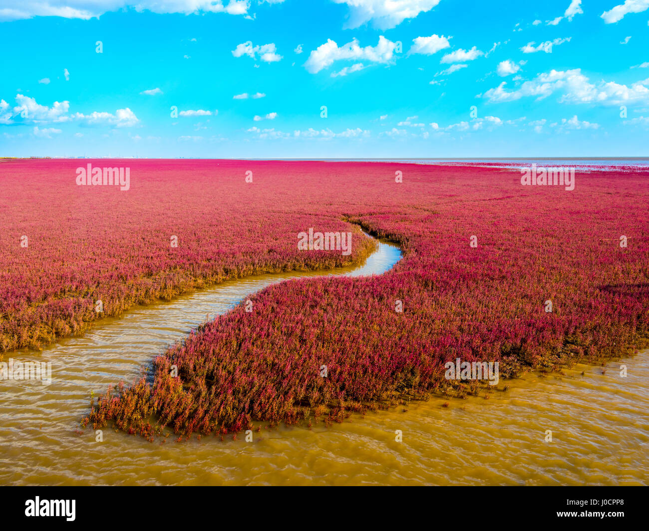 La plage rouge, situé dans le Delta du Liaohe à 30km au sud ouest de Troisdorf, Liaoning, Chine. La plage est une zone marécageuse d'importance énorme pour birdlife Banque D'Images
