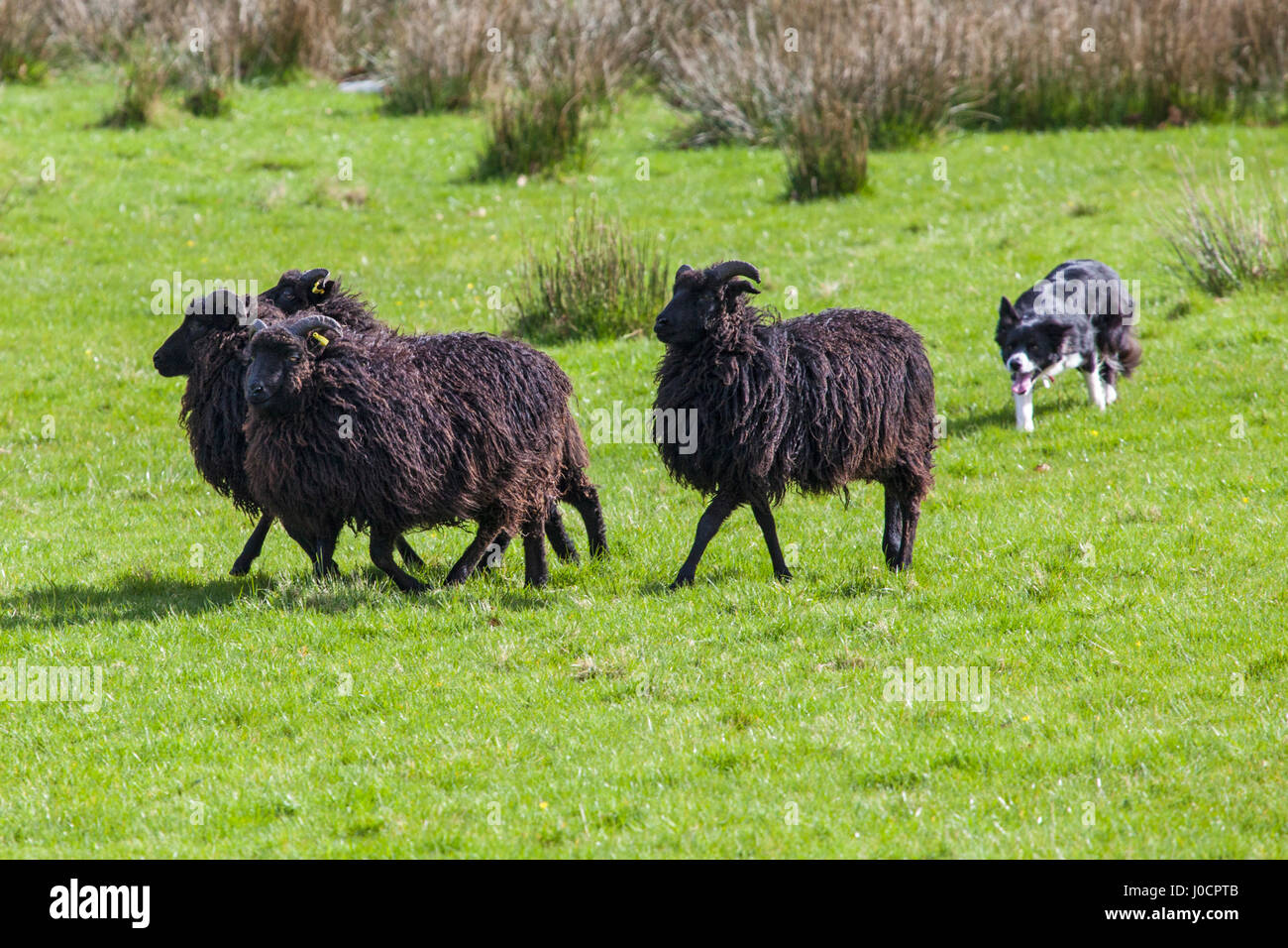 Un élevage de chien de berger d'un troupeau de moutons sur les terres agricoles. Banque D'Images