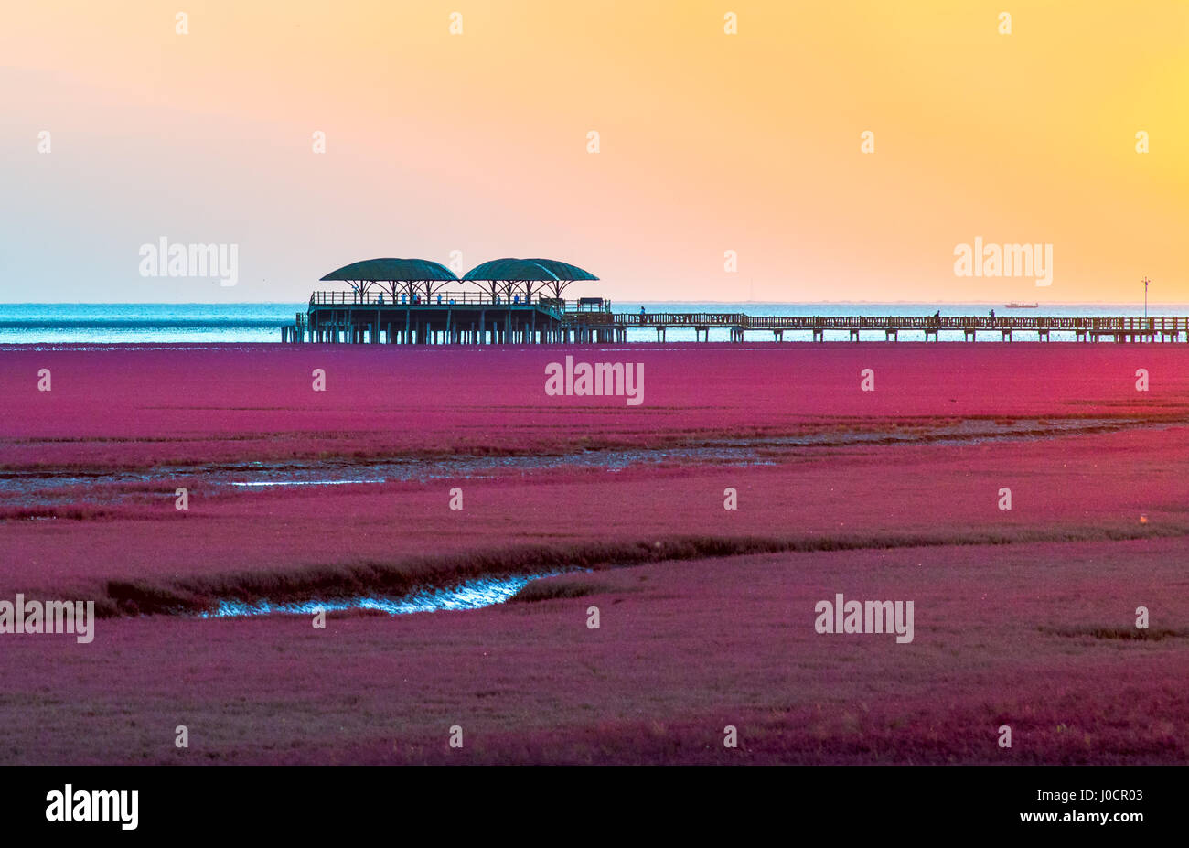 Coucher du soleil à la plage rouge, situé dans le Delta du Liaohe à 30km au sud ouest de Zhenjiang City, Liaoning, Chine. Banque D'Images