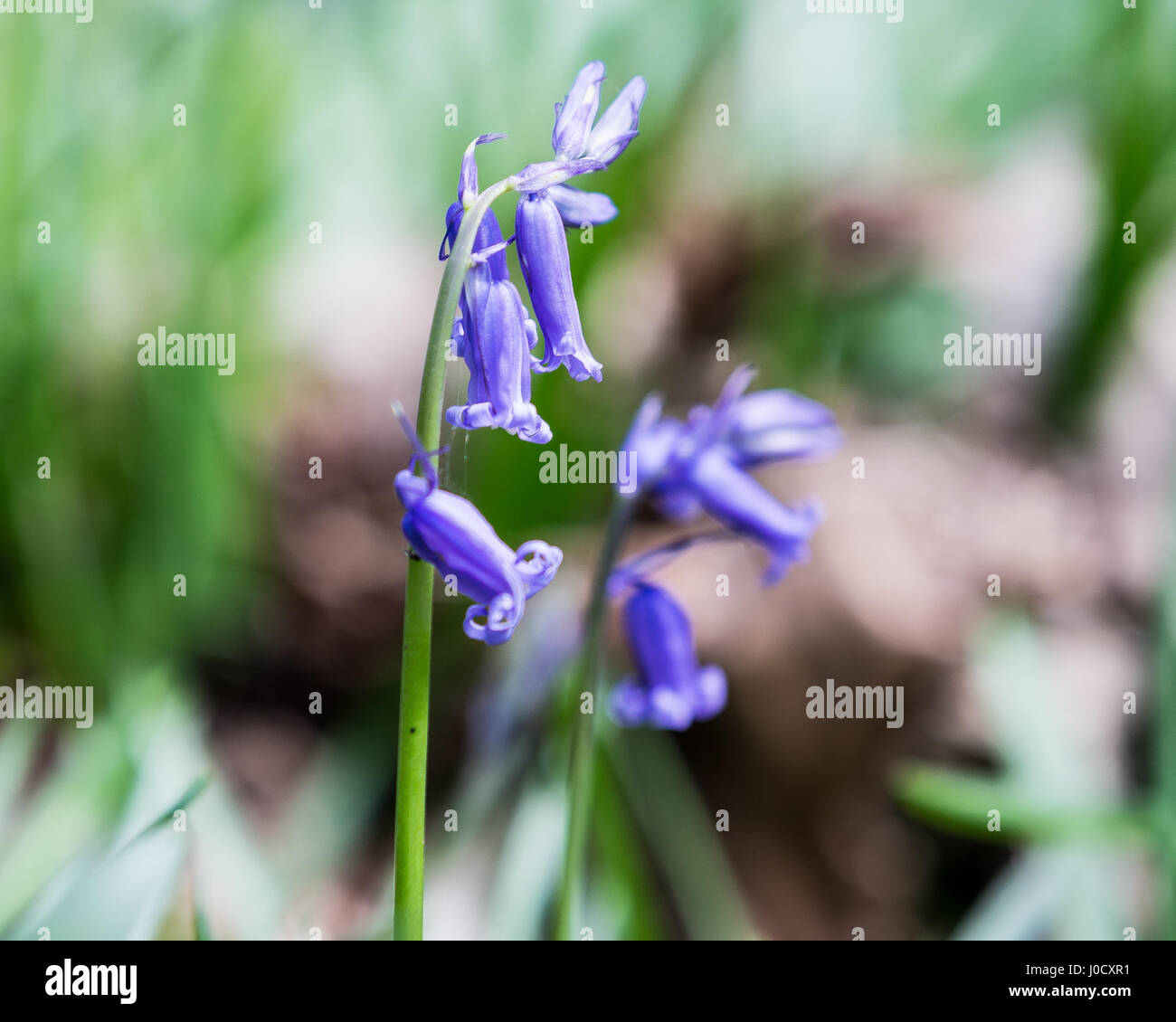 Bluebell flowers, Hyacinthoides non-scripta (Endymion non-scriptus), Printemps fleurs sauvages Banque D'Images
