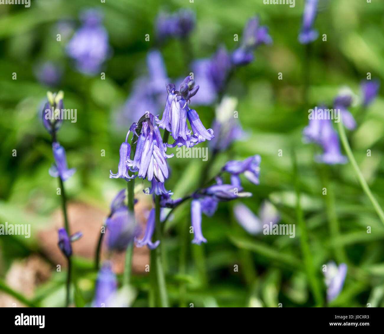 Bluebell flowers, Hyacinthoides non-scripta (Endymion non-scriptus), Printemps fleurs sauvages Banque D'Images