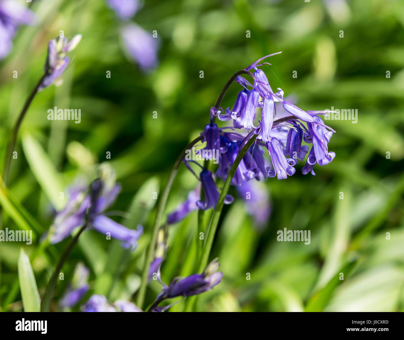 Bluebell flowers, Hyacinthoides non-scripta (Endymion non-scriptus), Printemps fleurs sauvages Banque D'Images