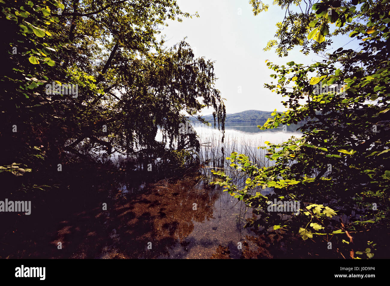 Afin de voir le lac Laacher avec ses arbres. Volcan encore actif de la région de l'Eifel (Allemagne) Banque D'Images