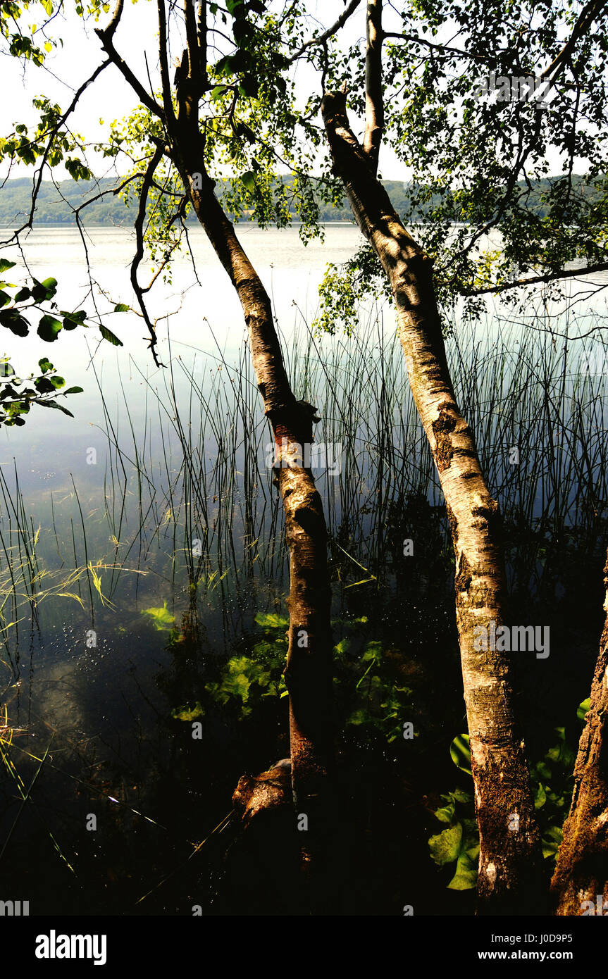 Afin de voir le lac Laacher avec ses arbres. Volcan encore actif de la région de l'Eifel (Allemagne) Banque D'Images