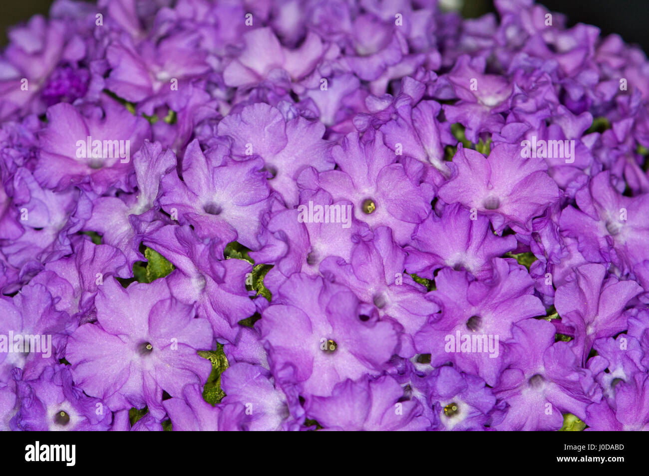 Meridiana Banque de photographies et d’images à haute résolution Alamy