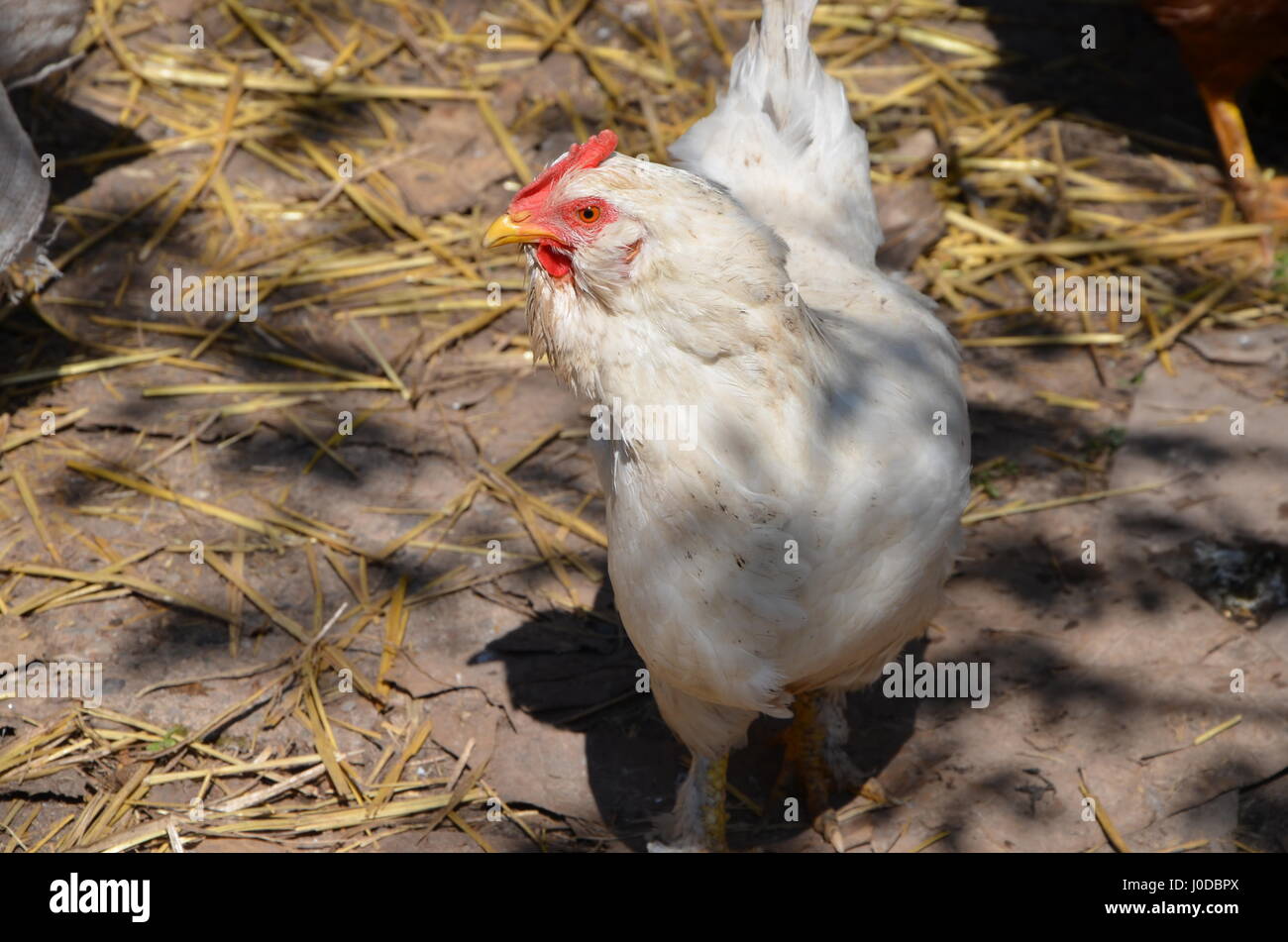 Les yeux rouges le poulet après la pose un œuf. Banque D'Images