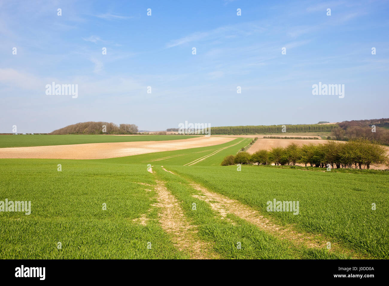 Les champs de blé de printemps avec les traces de pneus dans les collines de l'english channel avec bois et de calcaire sous un ciel nuageux bleu Banque D'Images