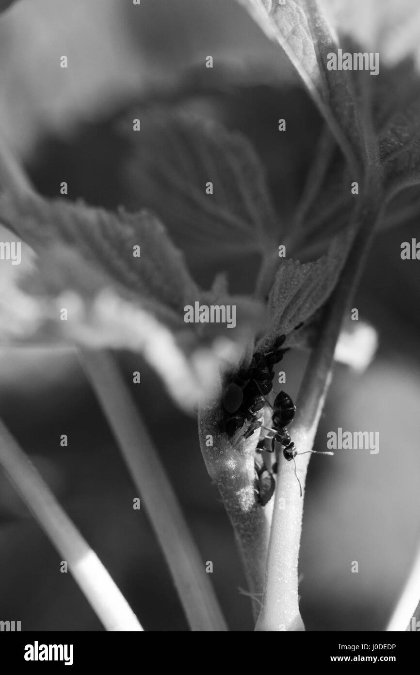 Temps de printemps les fourmis et les pucerons sur les feuilles de cassissier Banque D'Images