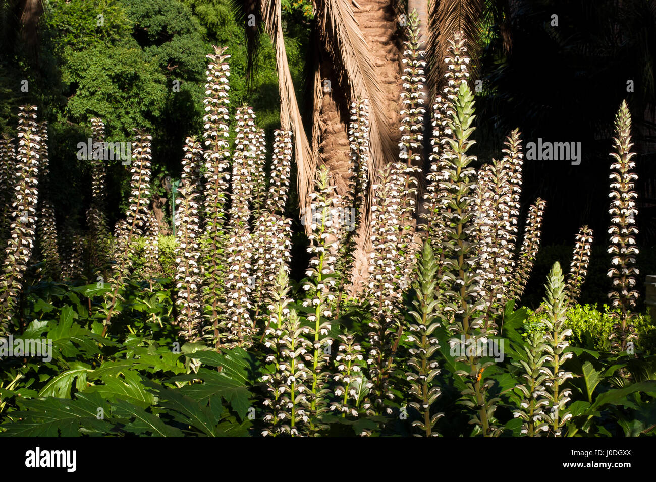 Culotte d'ours fleurs (Acanthus mollis) Banque D'Images