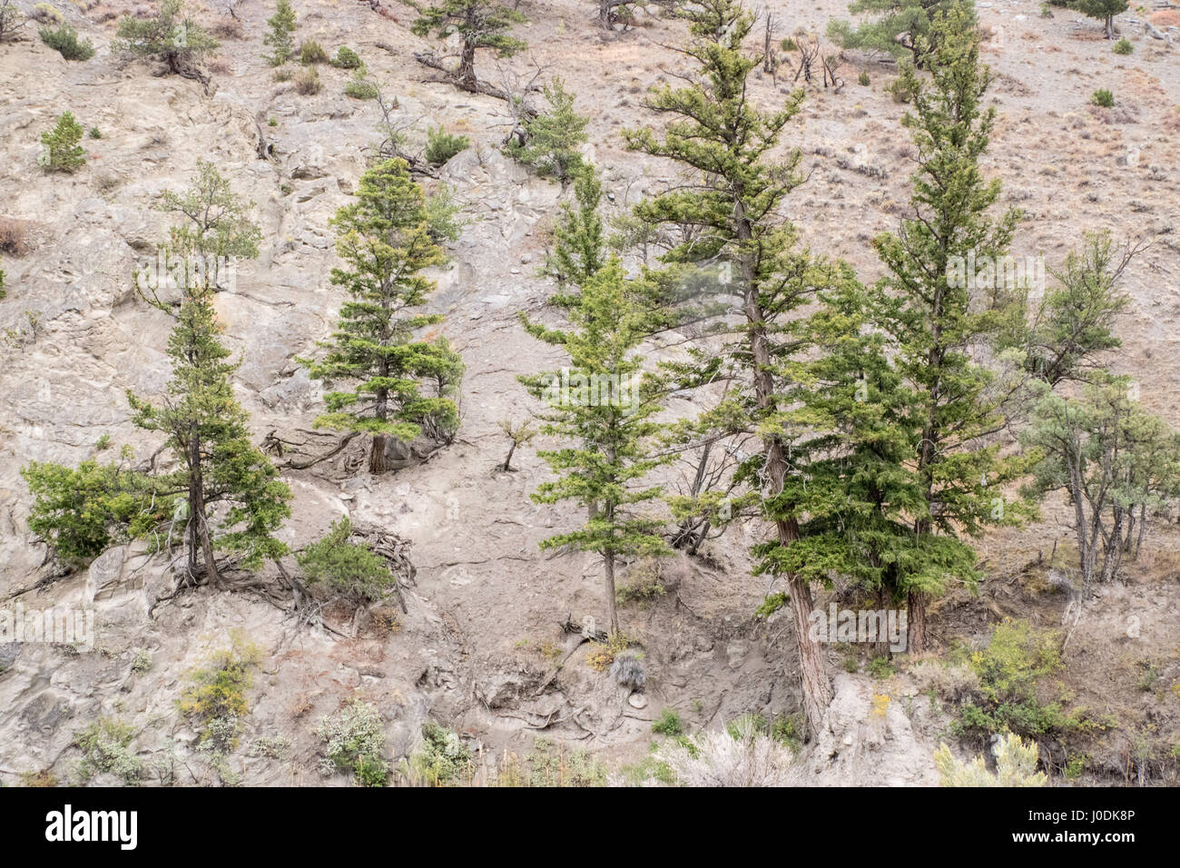 Le pin arbres croissant sur une colline aride dans le Parc National de Yellowstone, Wyoming, USA Banque D'Images