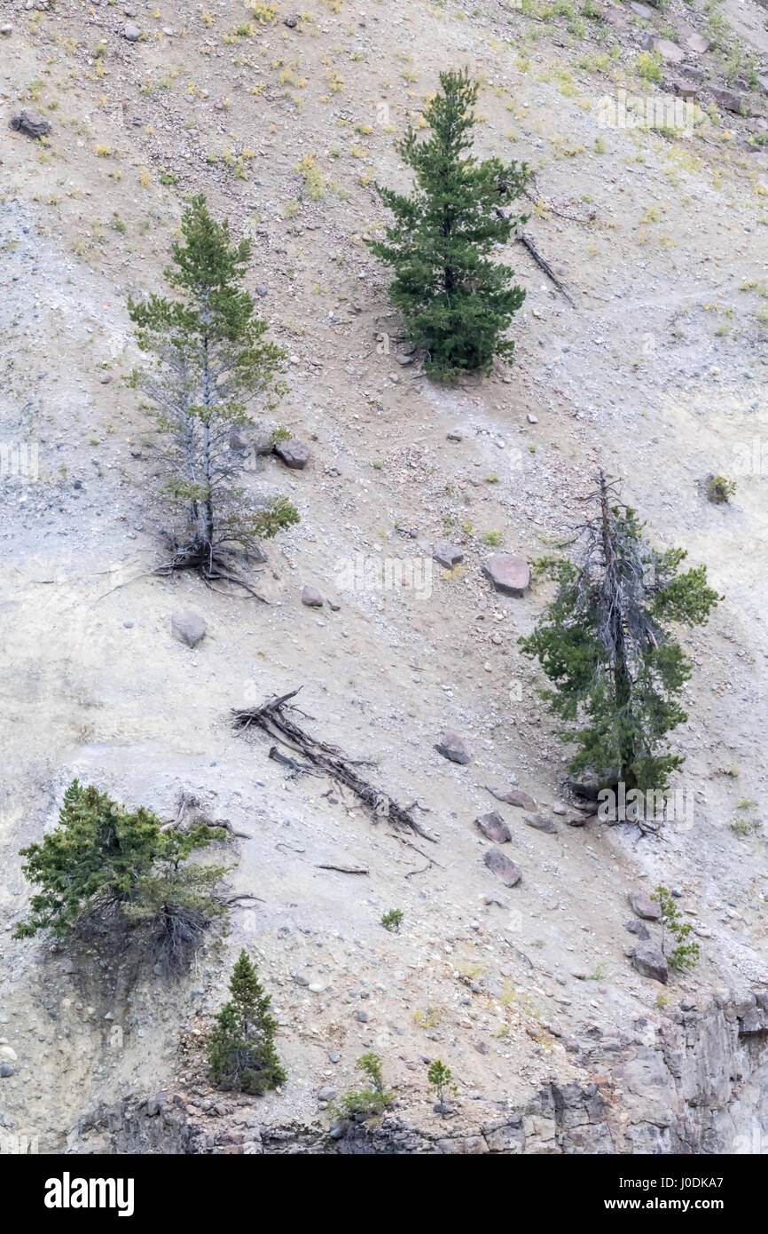 Le pin arbres croissant sur une pente de colline aride dans le Parc National de Yellowstone, Wyoming, USA Banque D'Images