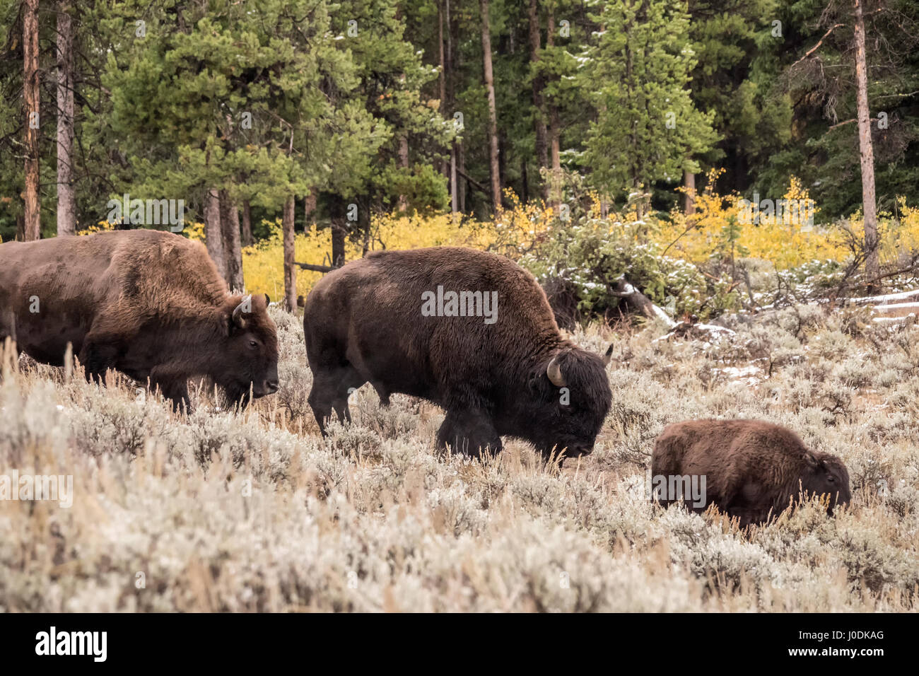 Famille Bison marche dans la vallée de Lamar après une chute de neige de l'automne dans le Parc National de Yellowstone, Wyoming, USA Banque D'Images