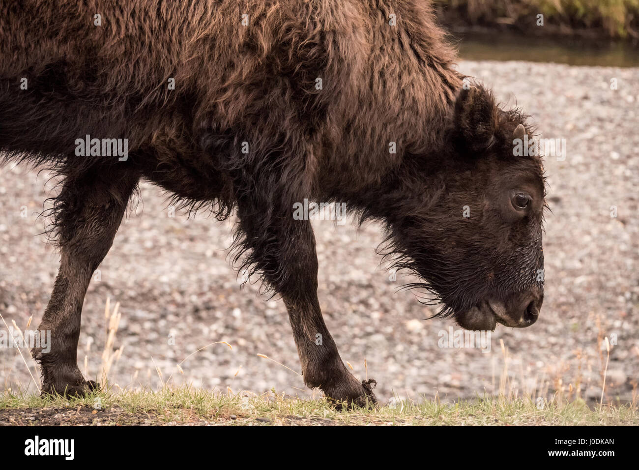 Portrait d'un veau de bison américain marche dans la Lamar Valley après une chute de neige de l'automne dans le Parc National de Yellowstone, Wyoming, USA Banque D'Images