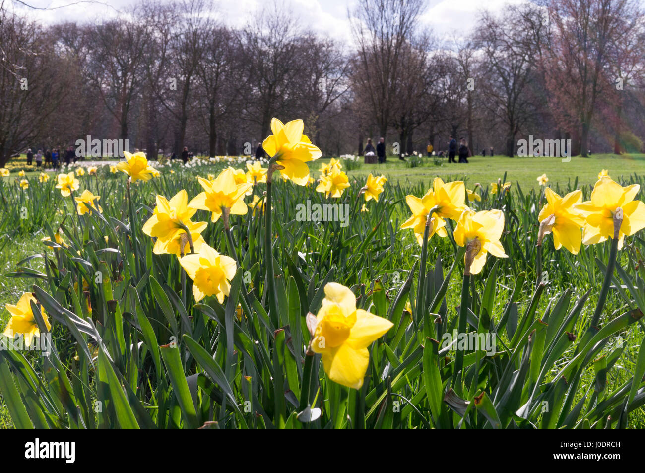 Un champ de tulipes jaunes fleurissent au St James's Park à Londres, l'un des grands espaces verts à proximité de Buckingham Palace Banque D'Images