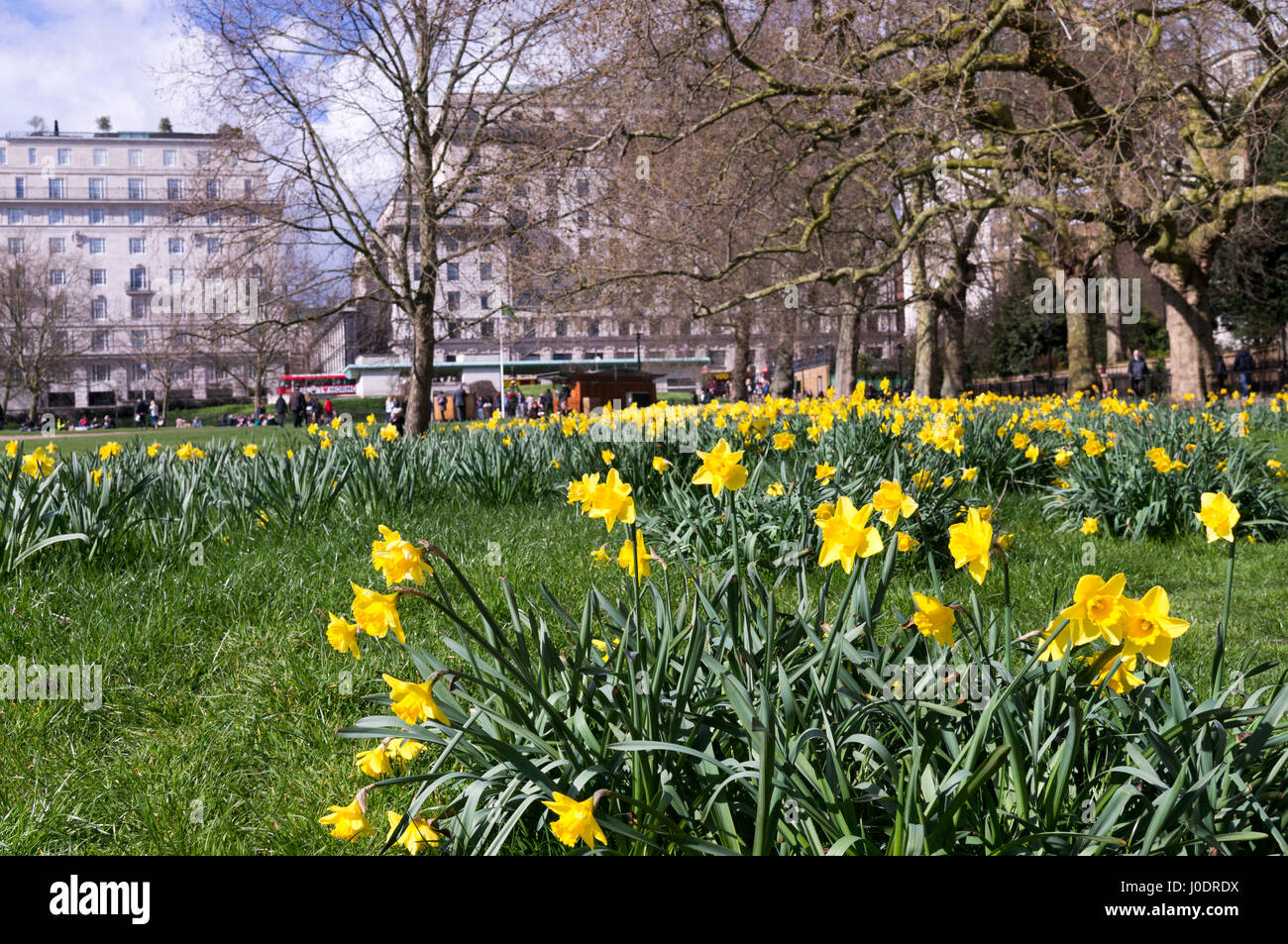 Un champ de tulipes jaunes fleurissent au St James's Park à Londres, l'un des grands espaces verts à proximité de Buckingham Palace Banque D'Images