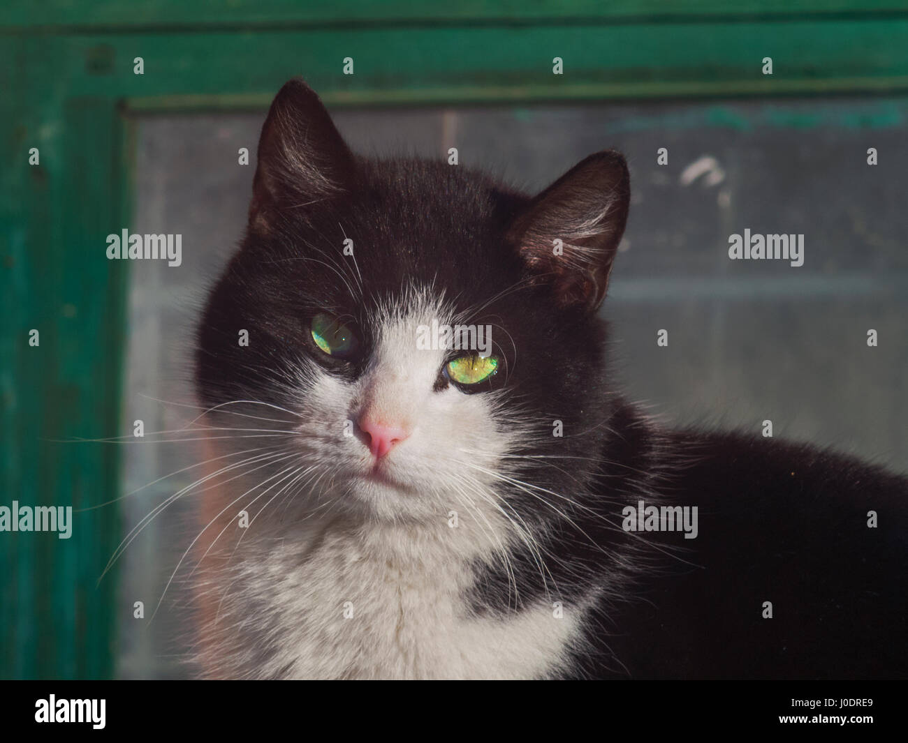 Le beau chat regardant la caméra close up Banque D'Images