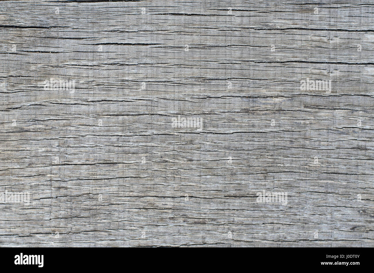 La texture de fond d'un vieux morceau de bois gris. Banque D'Images