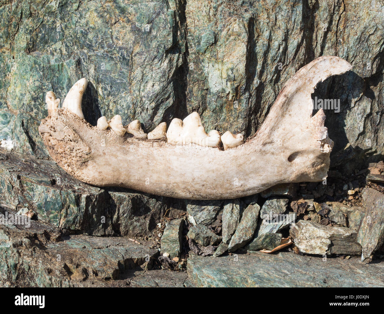 L'os de la mâchoire inférieure du chien avec des dents canines, incisives, prémolaires et molaires sur les roches Banque D'Images