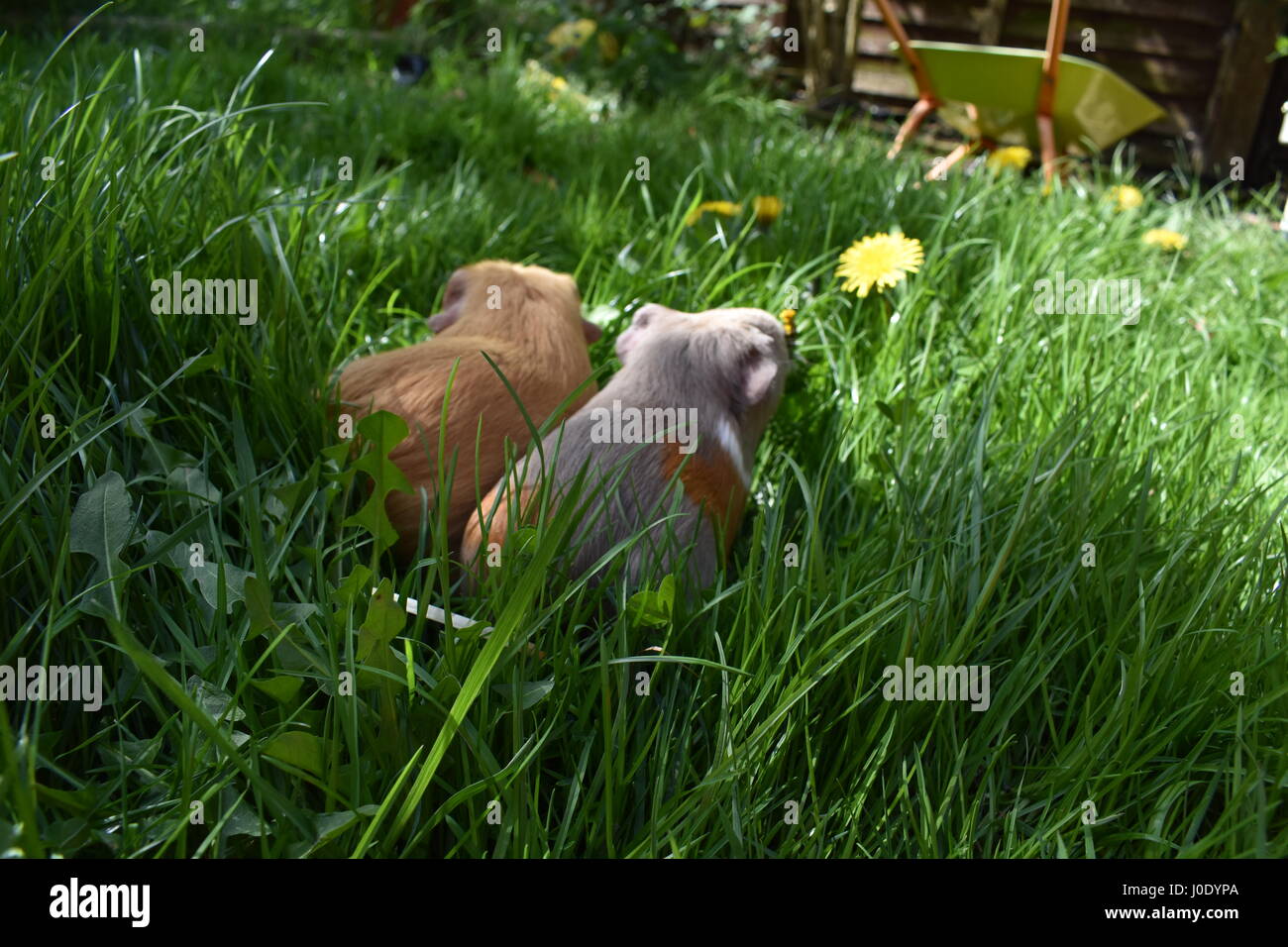 Les cochons dans l'herbe dans un jardin à la brouette et à un pissenlit Banque D'Images