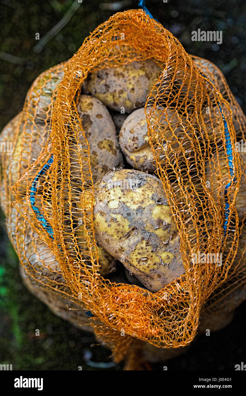 Tas de pommes de terre crues en sac jaune Banque D'Images