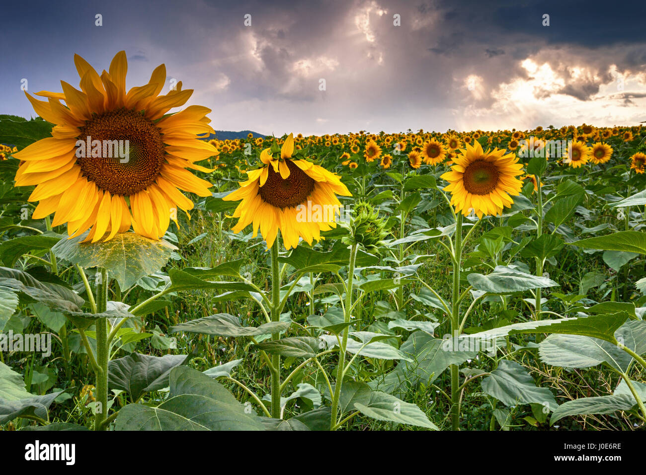 Plants de tournesol Banque de photographies et d’images à haute — free download