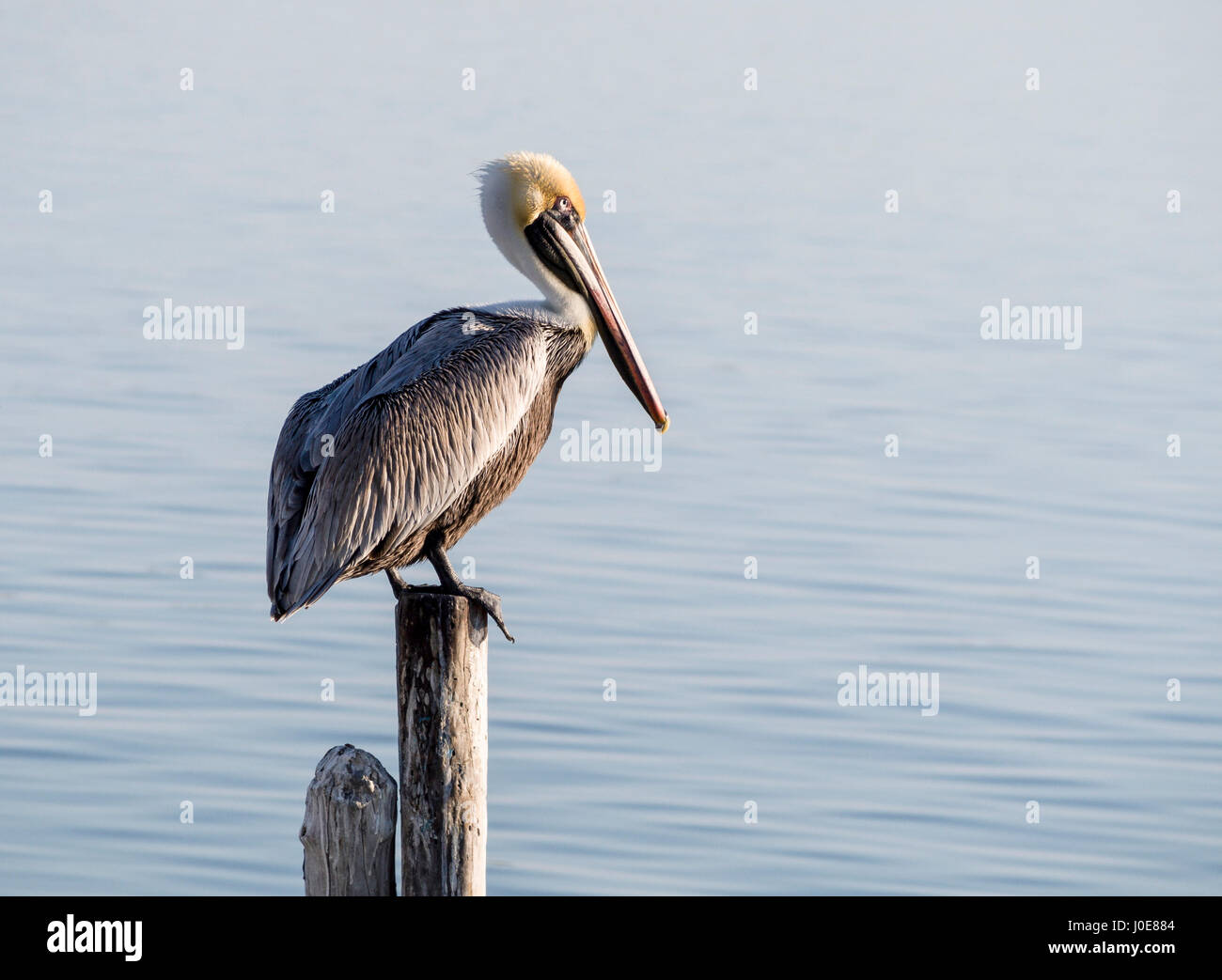 Pélican brun sur un post. Un grand pélican brun soleils lui-même tôt le matin soleil sur un quai poster dans le port de Rio Lagartos. Banque D'Images