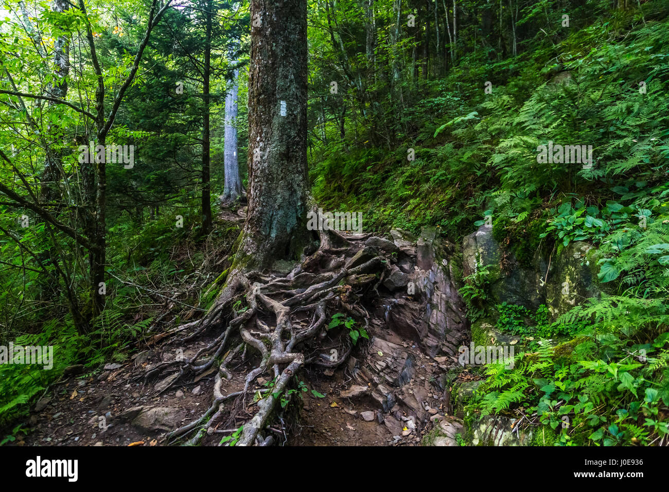 L'Appalachian Trail comme il traverse les Smoky Mountains en Caroline du Nord et au Tennessee. Banque D'Images