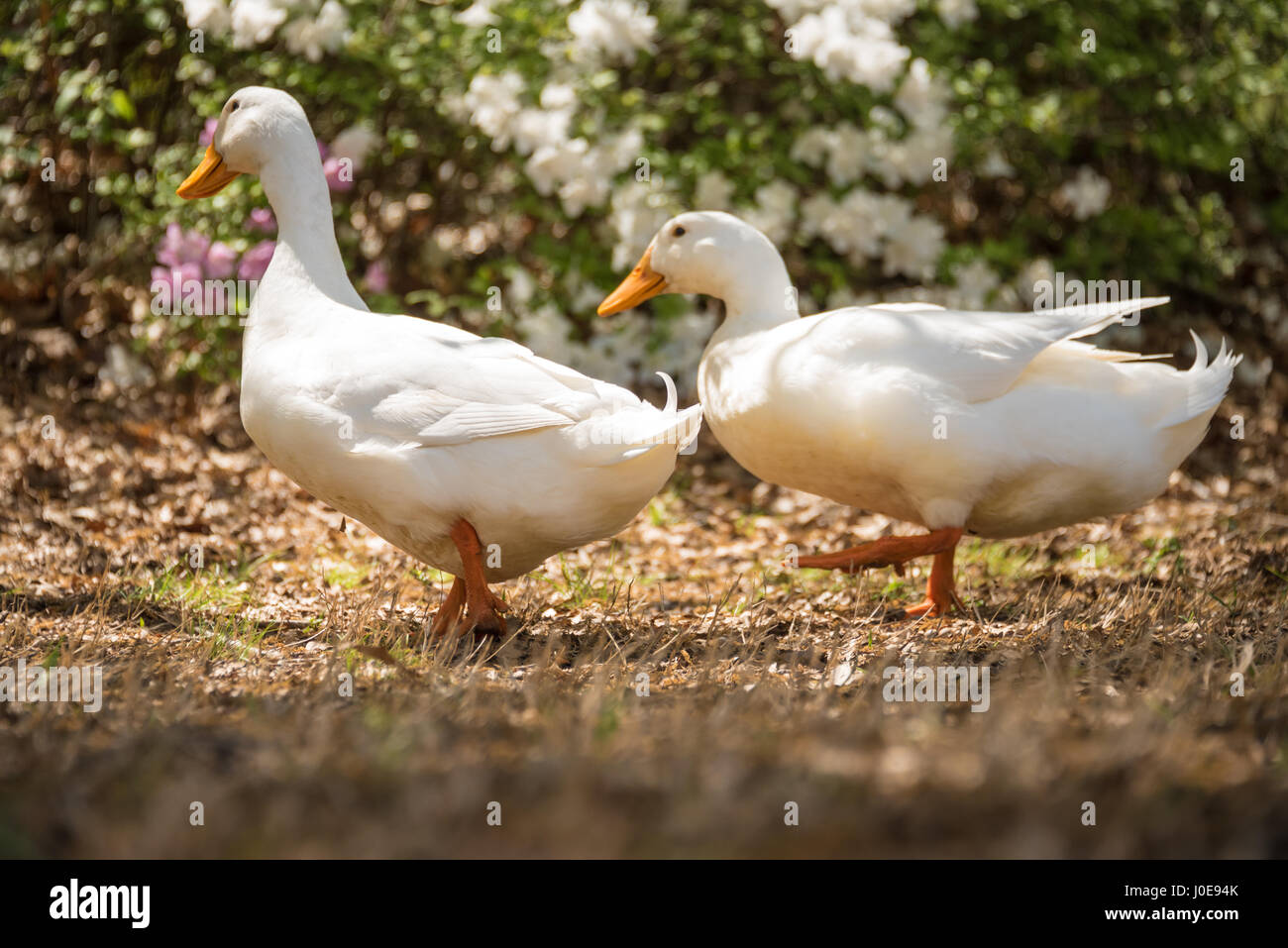 Deux canards blancs explorer parmi les azalées à l'Azalea Festival à Muskogee en Oklahoma. (USA) Banque D'Images