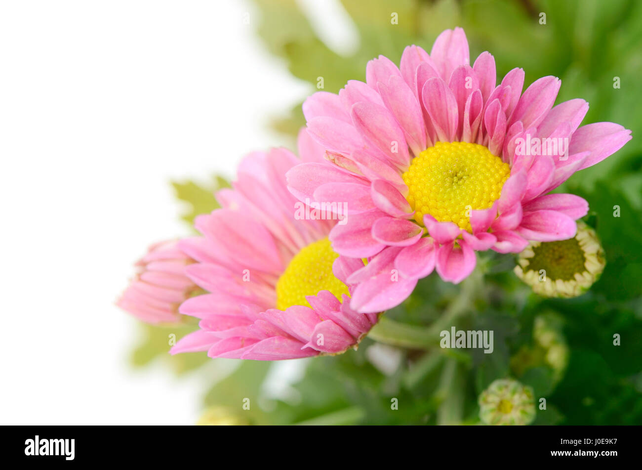Type de pulvérisation de Rose chrysanthème (Dendranthemum grandifflora) à huis clos. Banque D'Images
