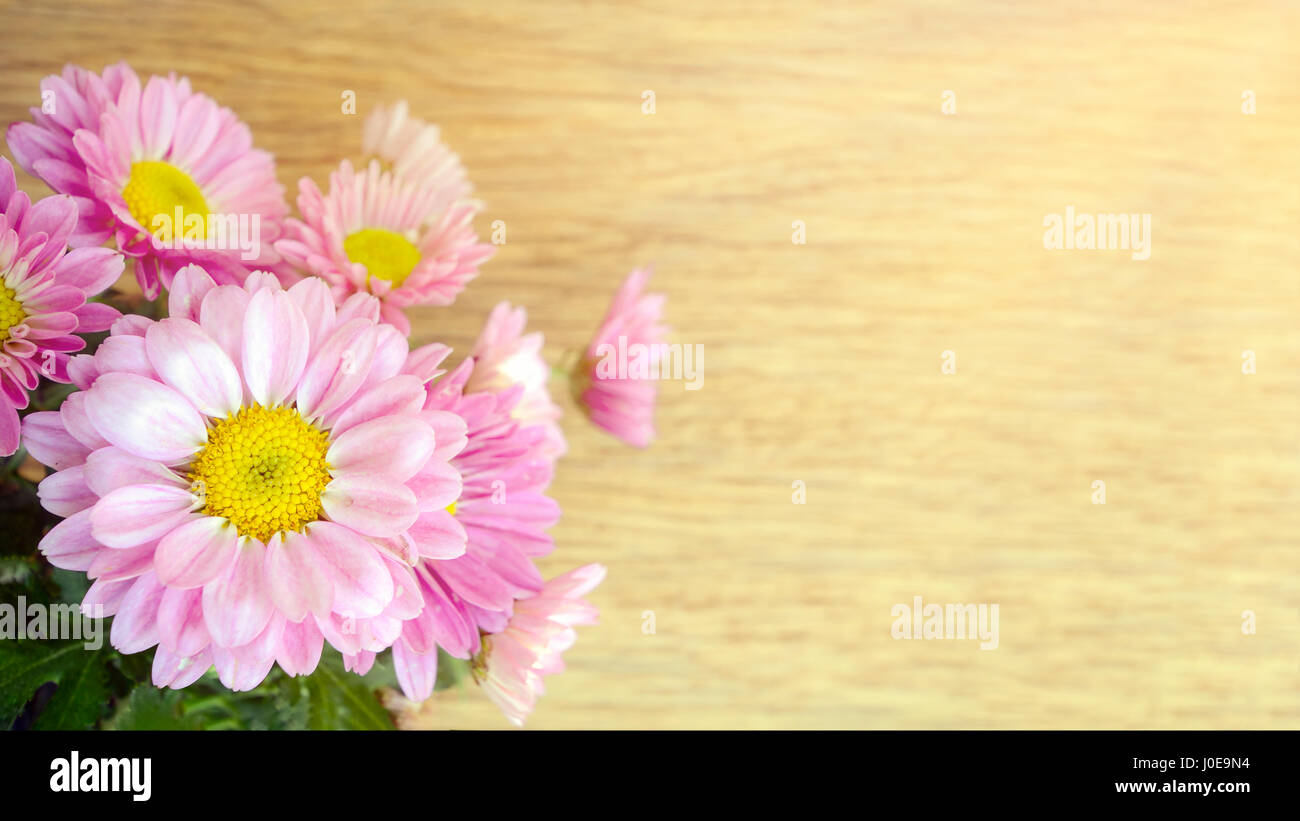 Type de pulvérisation de Rose chrysanthème (Dendranthemum grandifflora) à huis clos. Banque D'Images