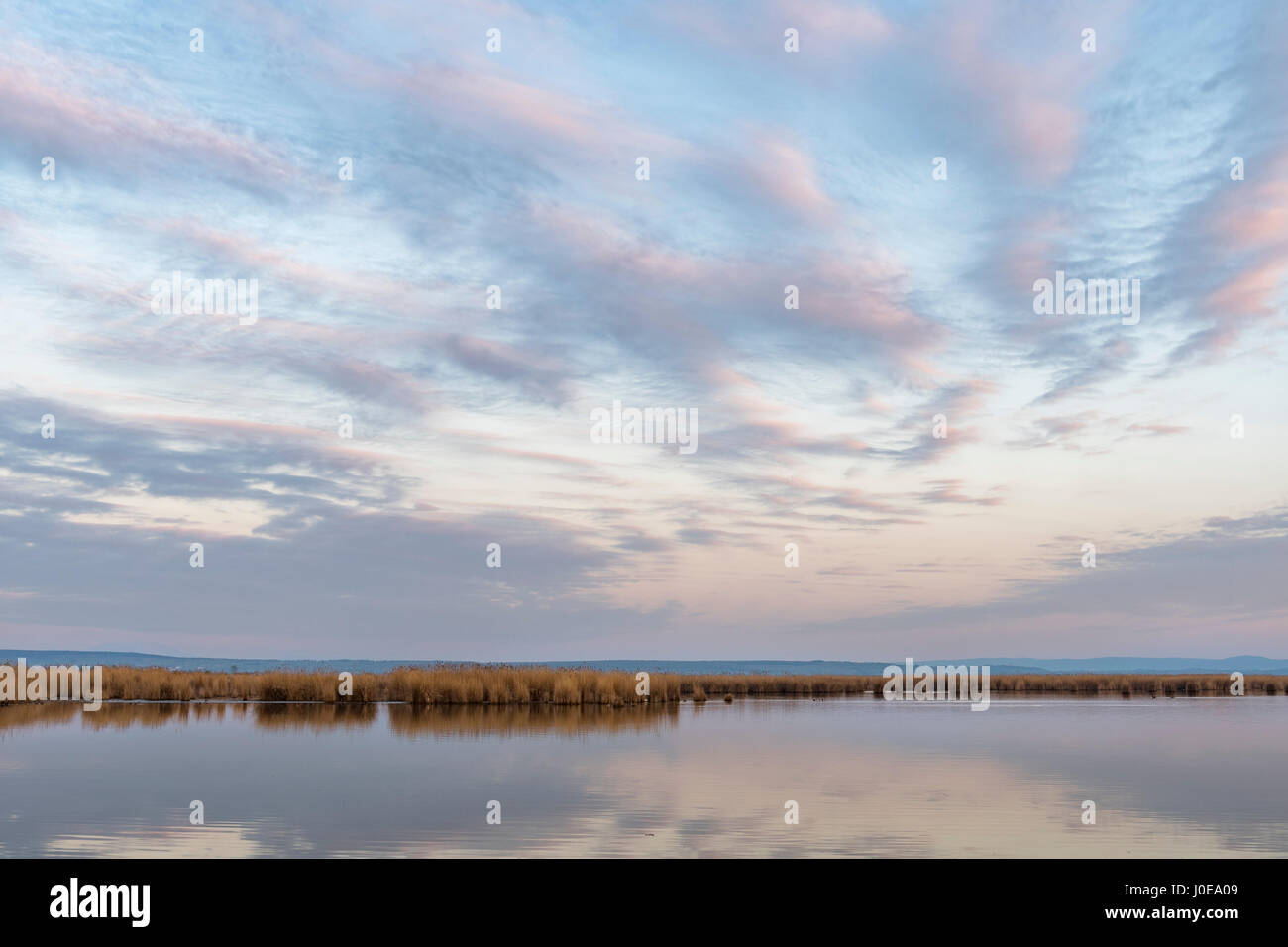 Lakescape avec roselières, matin, atmosphère, Illmitz, le lac de Neusiedl, Burgenland, Autriche Banque D'Images