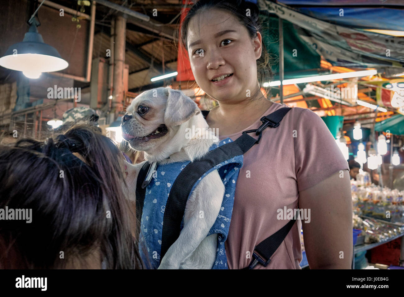 Chien. Femme portant son animal de compagnie dorloté Pug dans un harnais. Thaïlande Asie du Sud-est Banque D'Images