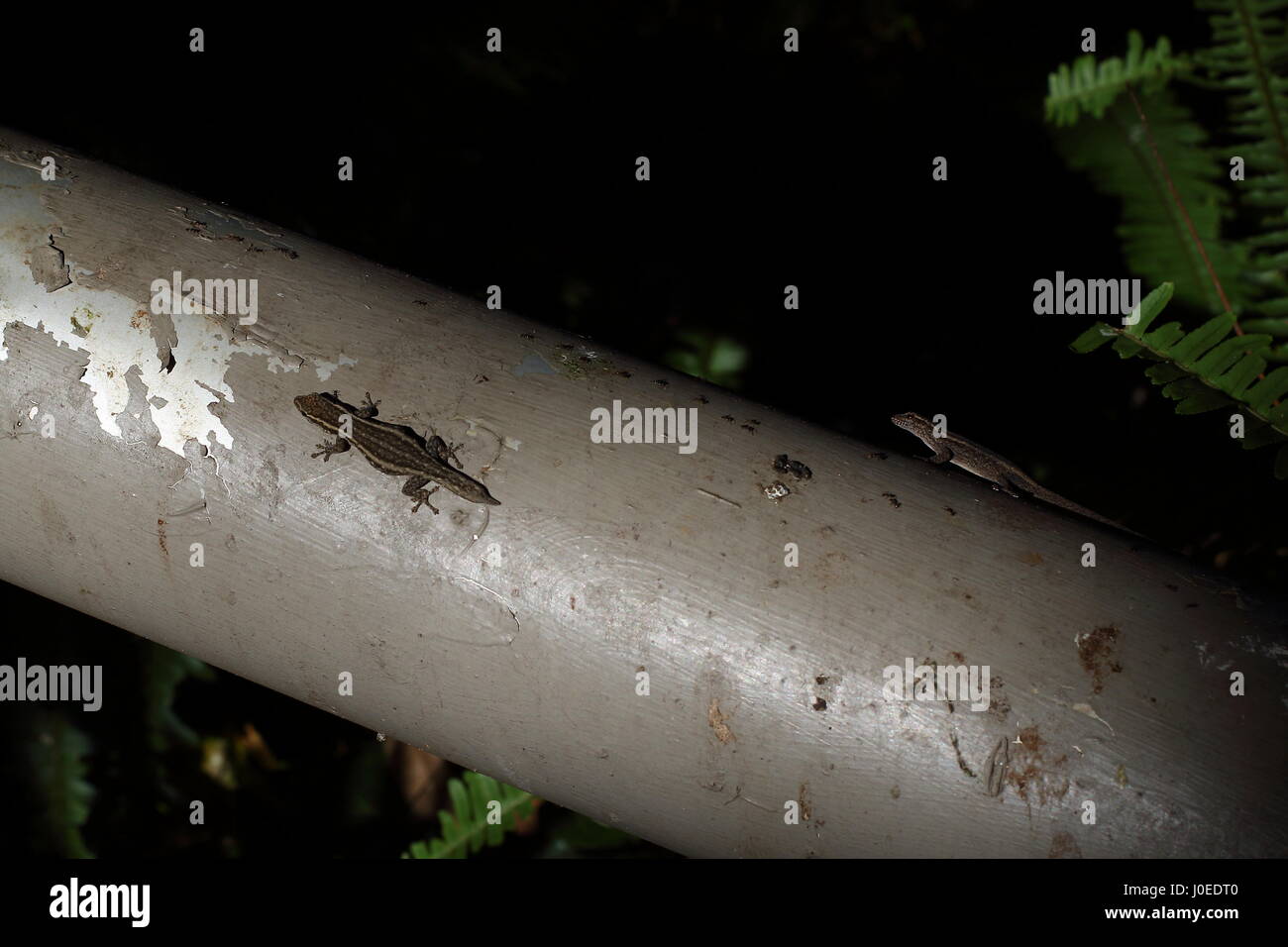 La faune dans les espaces urbains - deux lézards regarder les fourmis dans un tube métallique Banque D'Images