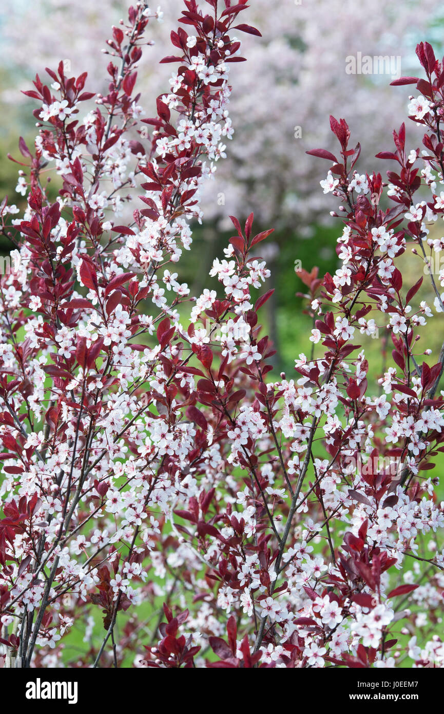 Prunus x cistena. Feuilles pourpre fleur de cerisier de sable Banque D'Images
