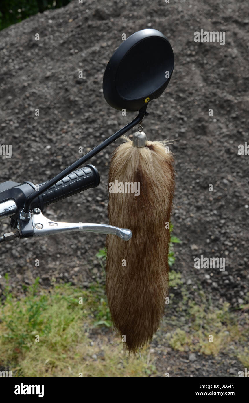 Sétaire verte sur Classic 60 cyclomoteur Banque D'Images