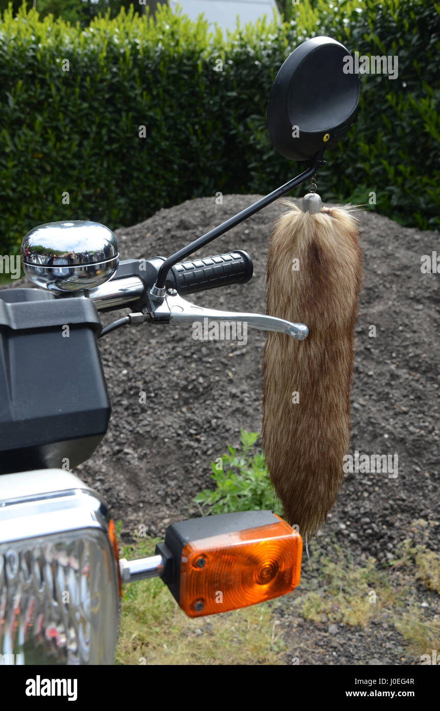 Sétaire verte sur Classic 60 cyclomoteur Banque D'Images