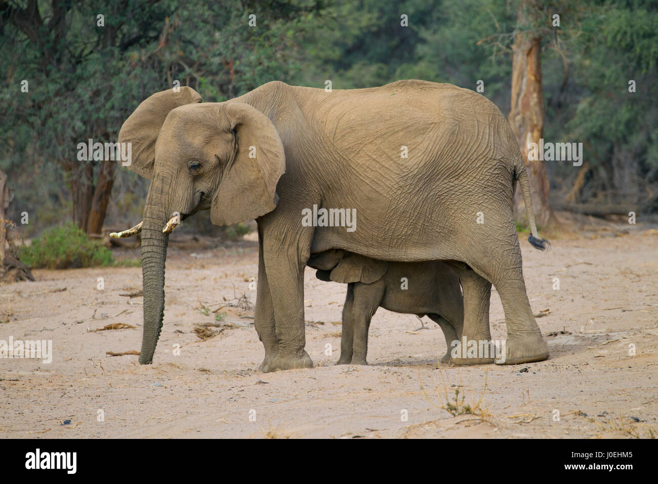 Éléphant d'Afrique Loxodonta africana africana et de veaux éléphant désertiques de la Namibie, région de Kunene au nord-ouest. Banque D'Images