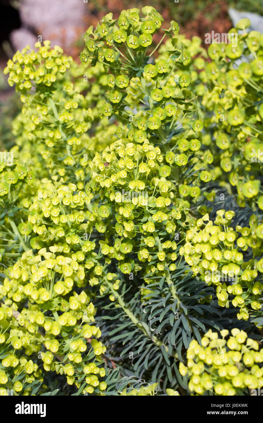 Euphorbia nicaeensis subsp. glareosa des fleurs au printemps. Banque D'Images