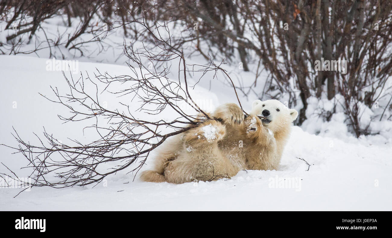 Petit Ours joue avec une branche dans la toundra. Le Canada. Une excellente illustration. Banque D'Images