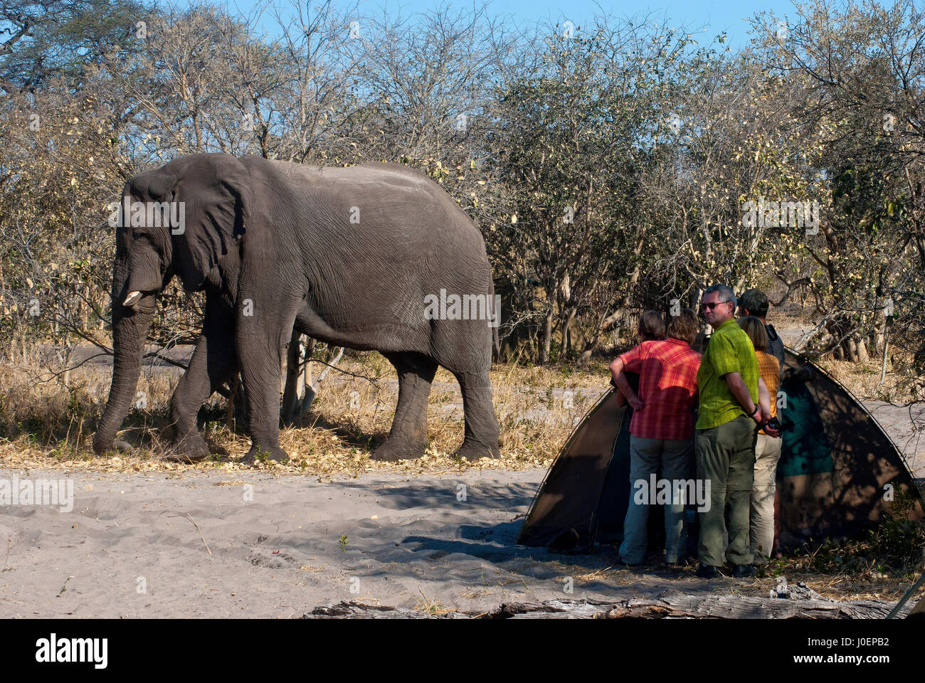 Visite de l'éléphant à Savuti camping, parc national de Chobe, Botswana Banque D'Images