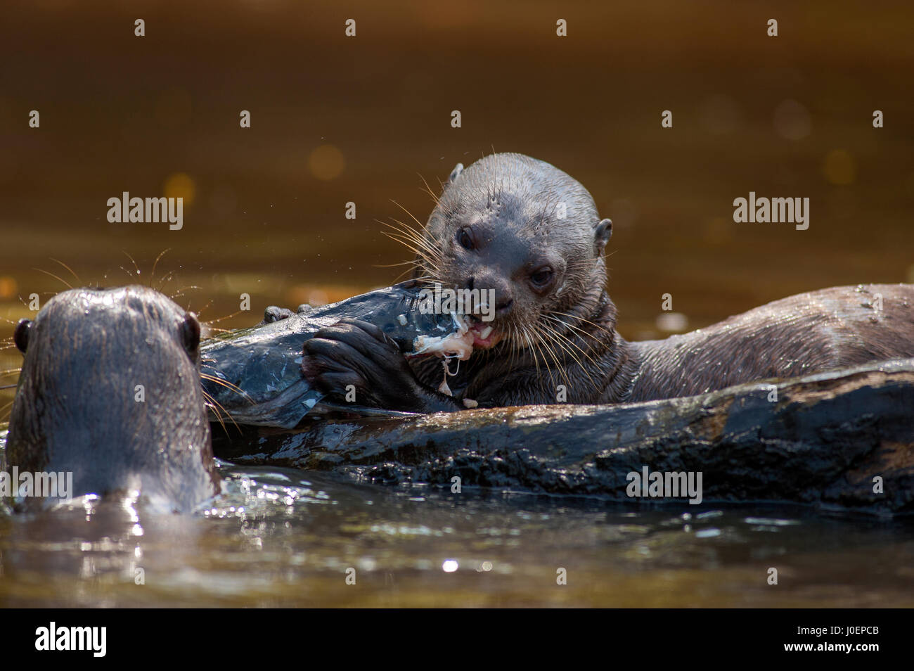 Loutre géante de manger du poisson au Pantanal de Mato Grosso, Brésil Banque D'Images